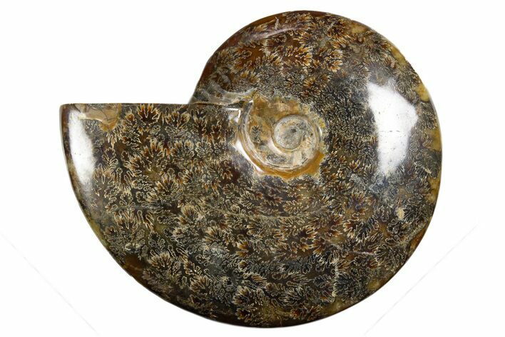 Polished Ammonite (Cleoniceras) Fossil - Madagascar #339201